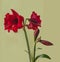 Dark-red Hippeastrum (amaryllis) \\\'Arabian night\\\' on green background