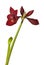 Dark red hippeastrum amaryllis Carmen on white background isolated