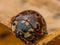 Dark Red Ladybug on Yellow Leaf