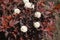 Dark red leaves and white flowers of Physocarpus opulifolius