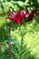 Dark red Lily or Lilium fully open blooming perennial flower next to closed flower bud tied to wooden support stick on dark green