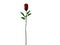 Dark Red Long Stem Rose