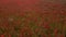 Dark red poppyfield country, summer meadow. Best aerial top view flightdrone
