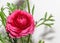 Dark red Ranunculus flower, Ranunculaceae family