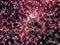 dark red ray space mosaic small crystallize