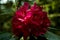 Dark red Rhododendron