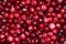 Dark red ripe cranberries background