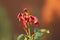 Dark red rose with completely withered and partially fallen petals on dark red to orange background