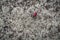 A dark red rose hip fell onto the light-colored reindeer lichen carpet