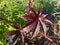 Dark Red Sunlit Leaf