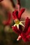 Dark red Tall Kangaroo Paws flowers