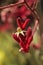 Dark red Tall Kangaroo Paws flowers