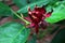 Dark red to crimson flower of spice bush, also called western sweetshrub, latin name Calycanthus occidentalis