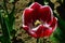 Dark red to violet tulip flower hybrid in full blossom with white petal outline