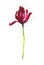 Dark red Tulip among abstract drops. Watercolor illustration isolated on white background