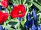 Dark red tulip with blue Bellevalia Pycnantha flowers