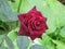 Dark red velvet rose