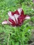 Dark red and white fringed tulip