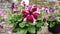 Dark red and white hybrid petunia flower blooming and usually hanging at home as ornamental plant