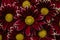 Dark red with yellow chrysanthemums. Floral pattern background