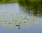 Dark Reflective Pond Covered in Aquatic Plants and Lily Pads