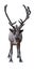 Dark reindeer with large horns on white background