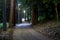 Dark Road Through the Japanese Forest