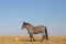 Dark Roan Wild Horse Mustang Stallion on Sykes Ridge in the Pryor Mountains Wild Horse Range on the border of Wyoming