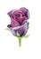 Dark rose, a closed Bud. Watercolor illustration. Clipart isolated on white background. Can be used for invitation, postcard, etc.