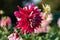 Dark rose colored dahlia from the side in autumn sunny morning