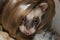 Dark sable color male adult ferret