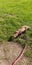 Dark sable hob ferret walking in the park Dumfries. Dumfriesshire Scotland