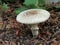 Dark-scaled Mushroom - Agaricus moelleri