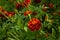 dark scarlet marigolds - incredibly beautiful flowers