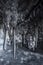 Dark and scary branches of icicles in the a cave. Several sharp icicles hanging from the cave ceiling.