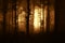 Dark scary forest with fog at sunset