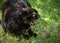 Dark Scottish fold cat angry hissing cat showing his teeth