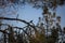 Dark shadow bird on tree branches