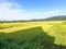 dark shadow on fresh golden and green organic rice tree in thailand farming.season harvest organic plant in summer season