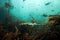 Dark shyshark, haploblepharus pictus, puffer shark, South Africa