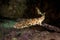 Dark shyshark, haploblepharus pictus, puffer shark, South Africa