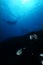 Dark side of scuba diver below two manta ray