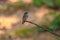 Dark-sided Flycatcher (Muscicapa sibirica), standing on a branch