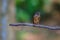 Dark-sided Flycatcher (Muscicapa sibirica), standing on a branch