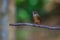 Dark-sided Flycatcher (Muscicapa sibirica), standing on a branch