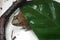 Dark Sided Frog Rana montenseni hiding under a leaf