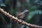 Dark-sided Thrush in Dalat, Vietnam