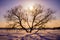 Dark silhouette of lonely tree, opposite a orange sunset