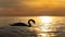 dark silhouette of a majestic white swan, swimming in the Baltic Sea