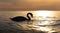 dark silhouette of a majestic white swan, swimming in the Baltic Sea